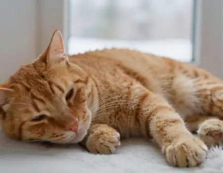 Relaxed Orange Tabby Cat Lying on White Surface