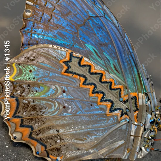Metallic Butterfly Wing Close-Up layers blue orange