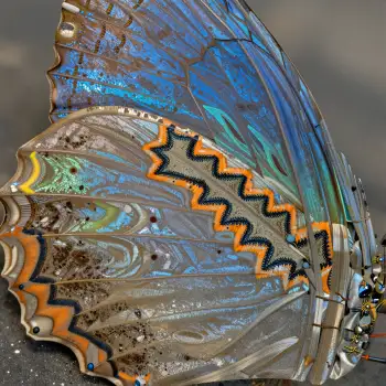 Metallic Butterfly Wing Close-Up layers blue orange