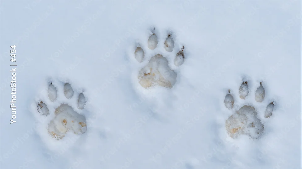 Snowy Footprints in Snow paw prints winter nature