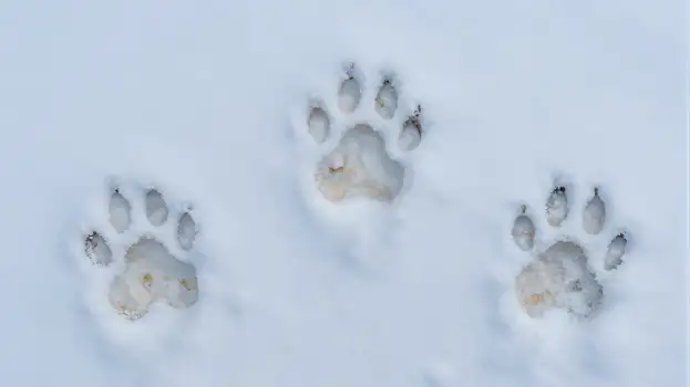 Snowy Footprints in Snow paw prints winter nature