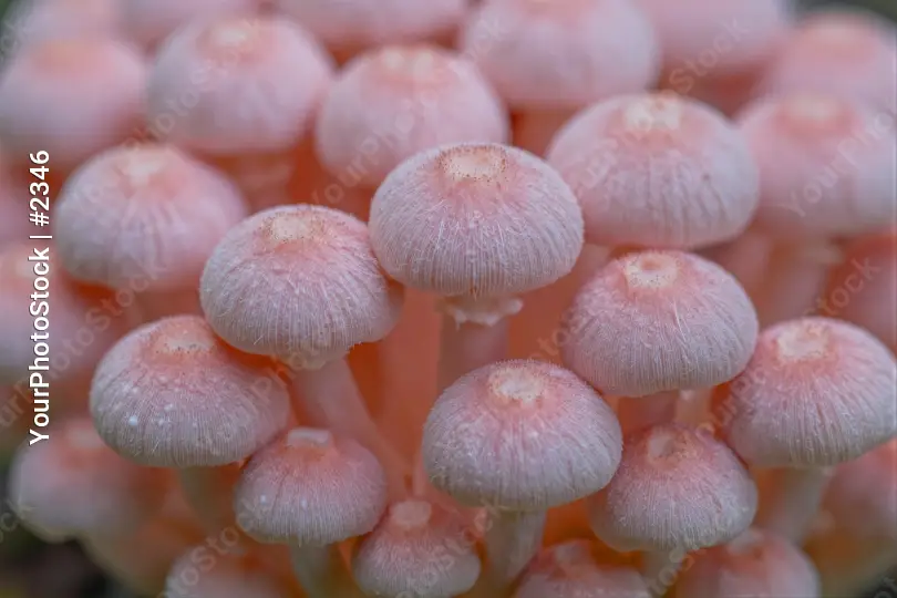 Close-up of Pink Mushrooms Cluster nature fungal
