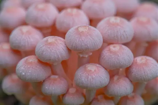 Close-up of Pink Mushrooms Cluster nature fungal