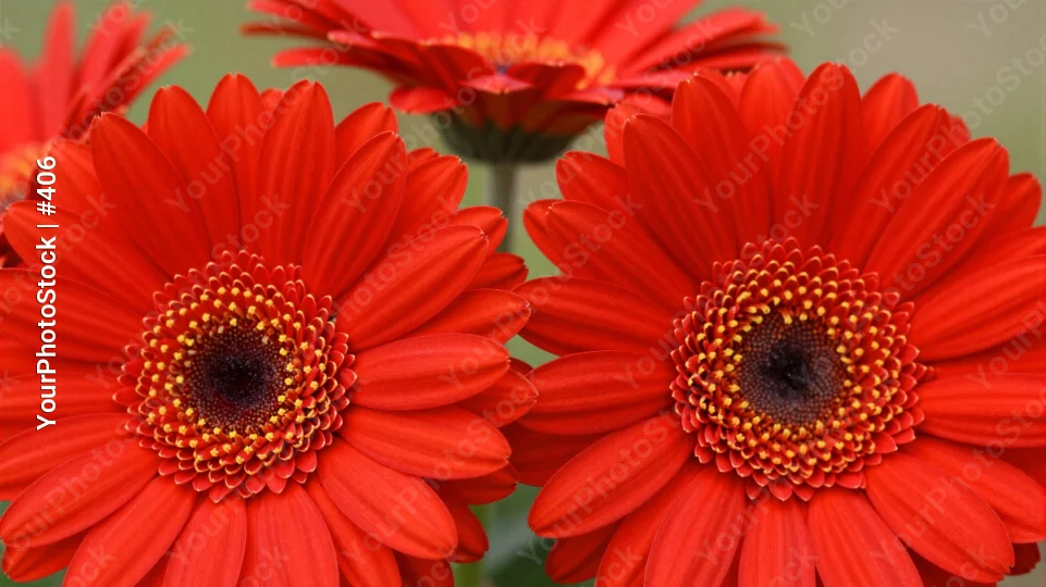 Red Gerbera Daisies Close-Up flower close-up vibrant flowers