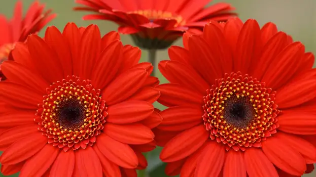 Red Gerbera Daisies Close-Up flower close-up vibrant flowers