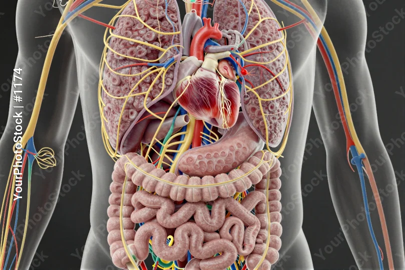 3D Illustration: Large Intestine and Heart with Nerves and Blood