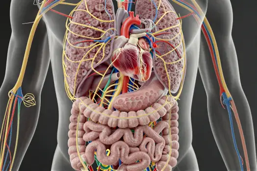 3D Illustration: Large Intestine and Heart with Nerves and Blood