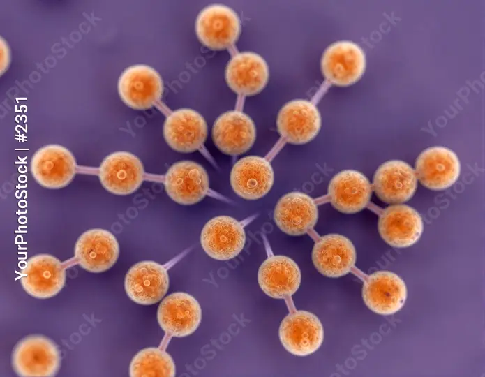 Microscopic Orange Spheres in Star Pattern sem