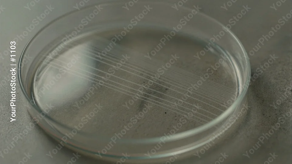 Petri Dish with Water Sample microbiology lab equipment