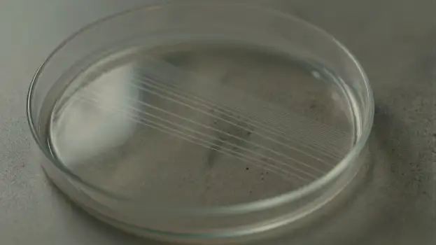 Petri Dish with Water Sample microbiology lab equipment