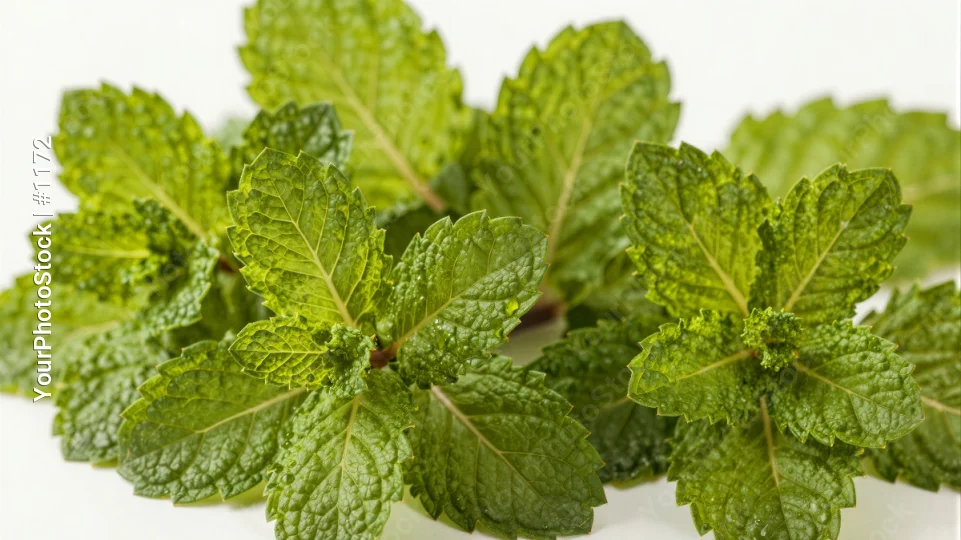 Fresh Mint Leaves on White Background green serrated