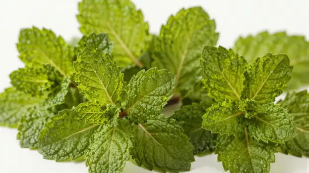 Fresh Mint Leaves on White Background green serrated