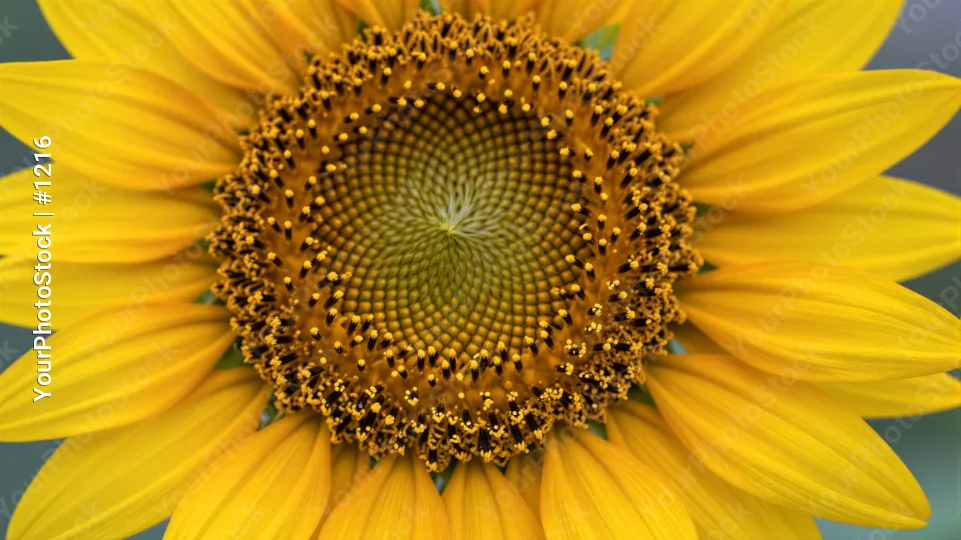 Close-up of Vibrant Sunflower with Densely Packed Seeds