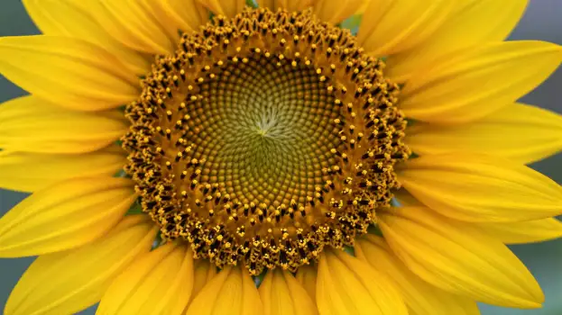 Close-up of Vibrant Sunflower with Densely Packed Seeds