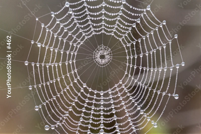 Glistening Spider Web with Water Droplets intricate