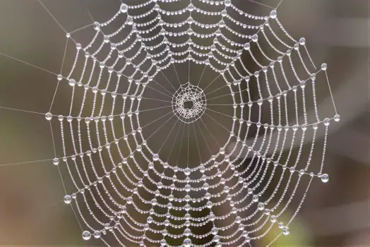 Glistening Spider Web with Water Droplets intricate