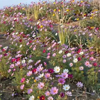 Wildflowers in Full Bloom field colorful daisies
