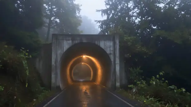 Forest Tunnel with Fog on a Misty Day daytime