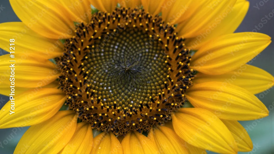 Close-up Sunflower with Vibrant Yellow Petals