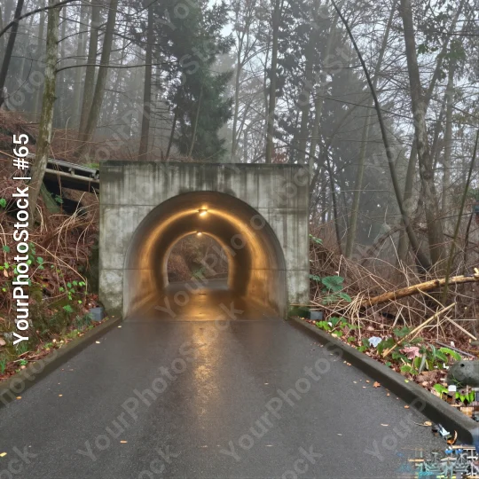 Forest Tunnel with Fog on a Misty Day daytime