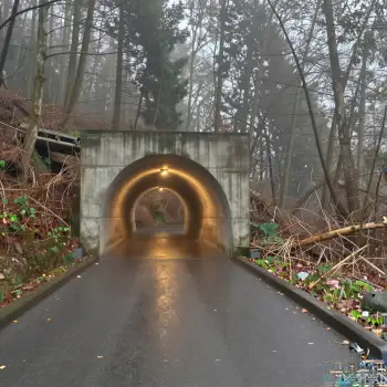 Forest Tunnel with Fog on a Misty Day daytime