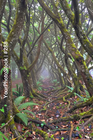 Dense Forest with Moss-Covered Trees and Foggy Trail