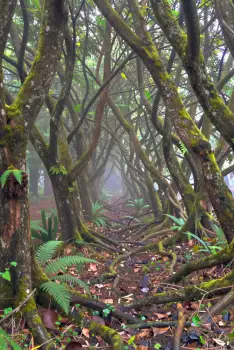 Dense Forest with Moss-Covered Trees and Foggy Trail
