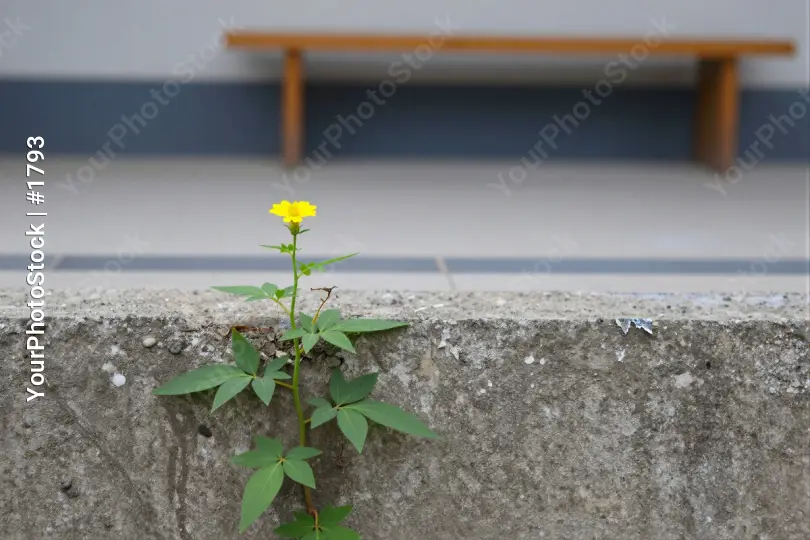 Small Yellow Flower Growing Out of Concrete Wall