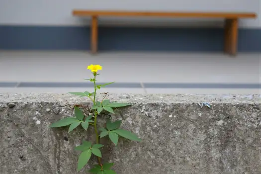Small Yellow Flower Growing Out of Concrete Wall