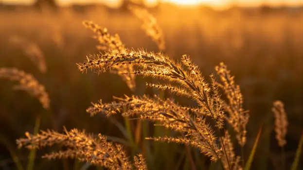 Golden Brown Grass Swaying at Sunset wind glow
