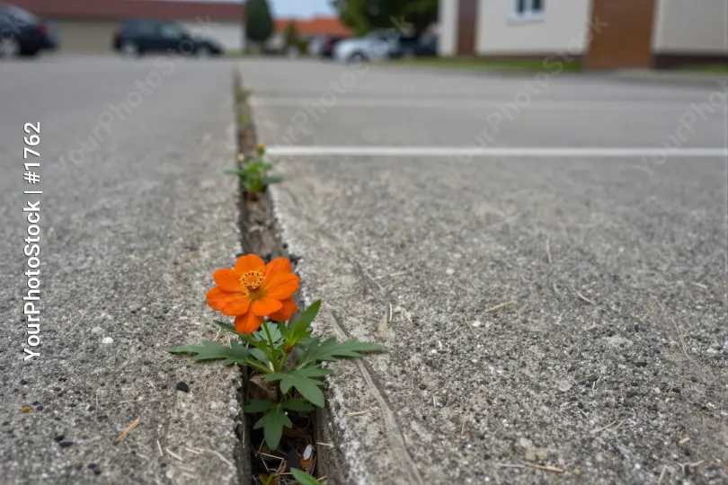 Crack in Concrete Curb Flower street green leaves