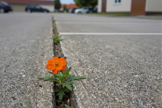 Crack in Concrete Curb Flower street green leaves