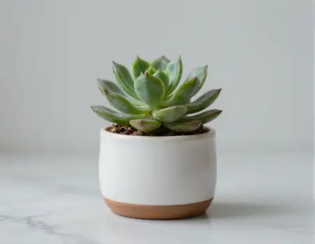 Modern White Succulent in Ceramic Pot marble minimalistic