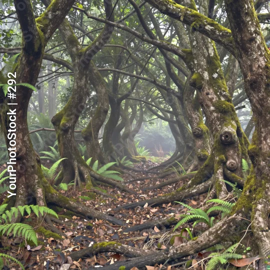 Dense Forest with Mossy Trees and Foggy Path lichen
