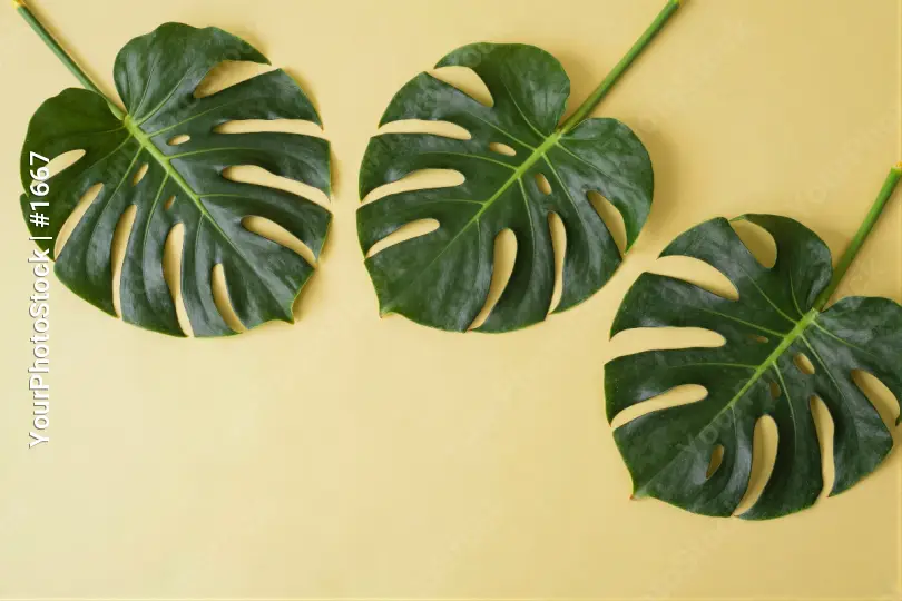 Three Large Green Monstera Leaves in Triangular Formation