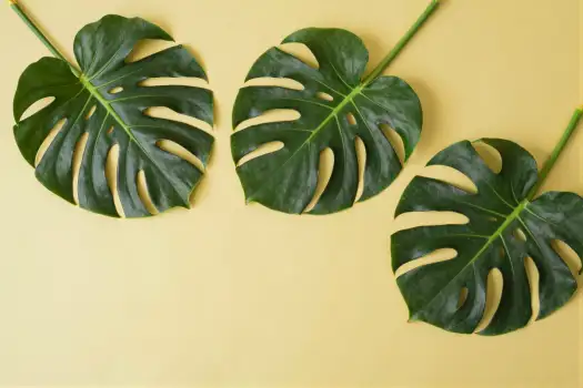 Three Large Green Monstera Leaves in Triangular Formation