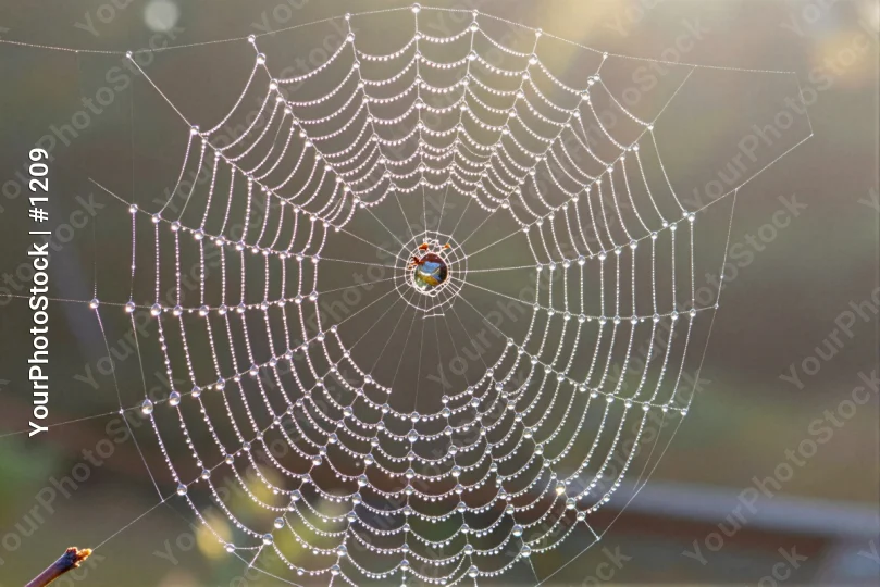 Spider Web with Water Droplets Close-Up intricate