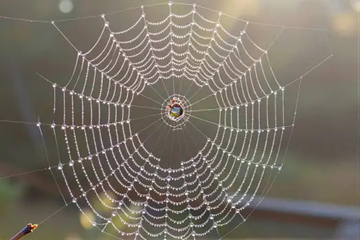 Spider Web with Water Droplets Close-Up intricate