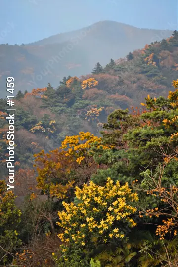 Autumn Mountain Range Landscape trees shades of green