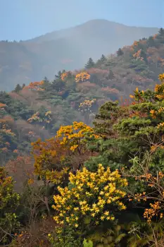 Autumn Mountain Range Landscape trees shades of green