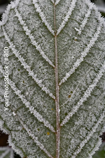 Frost-covered fern close-up texture pattern light green