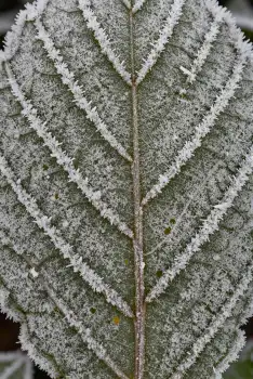 Frost-covered fern close-up texture pattern light green
