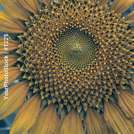 Close-up Sunflower Center with Symmetrical Stamens