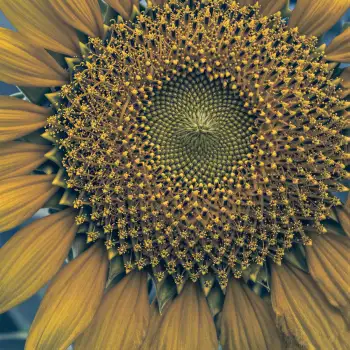 Close-up Sunflower Center with Symmetrical Stamens