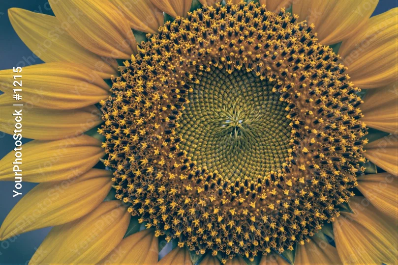 Close-up Sunflower with Vibrant Yellow Petals