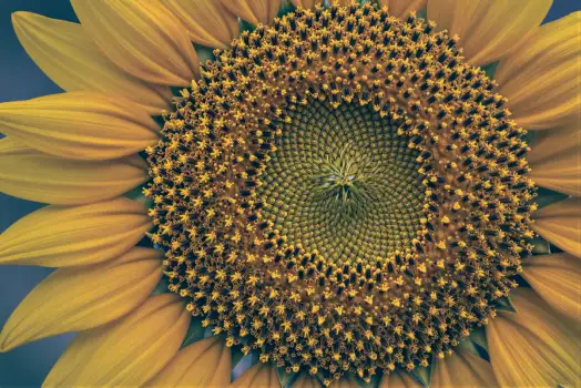 Close-up Sunflower with Vibrant Yellow Petals
