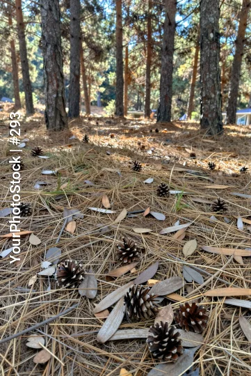 Fallen Leaves and Pine Cones in Forest forest floor