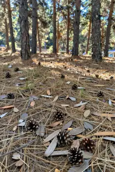 Fallen Leaves and Pine Cones in Forest forest floor