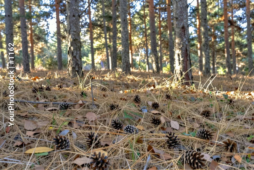 Fallen Leaves and Pine Cones in Forest forest floor