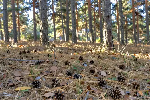 Fallen Leaves and Pine Cones in Forest forest floor